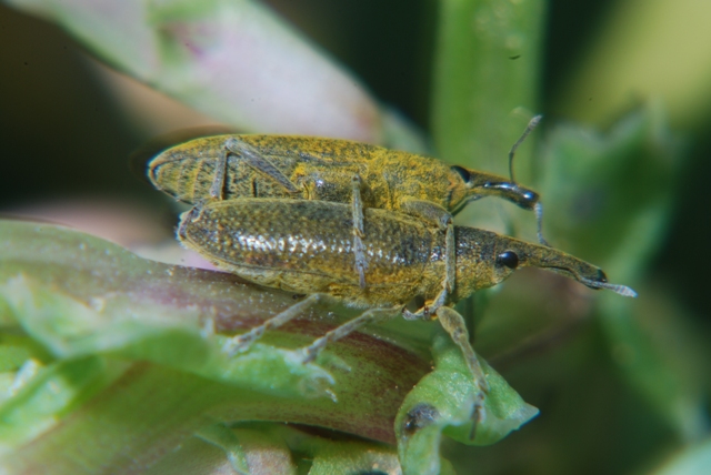 Sconosciuto: Lixus pulverulentus